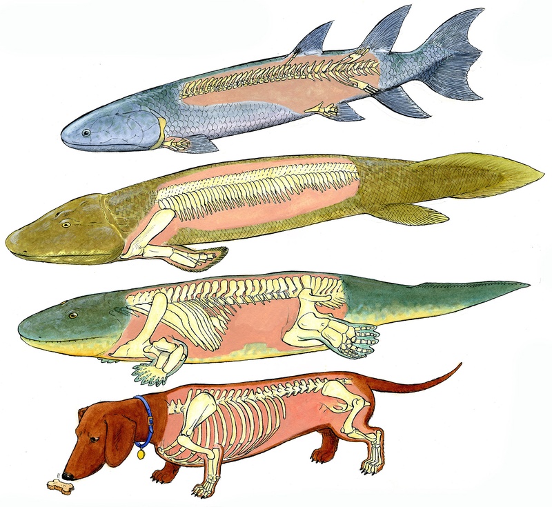 When Fish Got Feet, When Bugs Were Big and When Dinos Dawned, a Cartoon Prehistory of Life on Earth