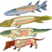 When Fish Got Feet, When Bugs Were Big and When Dinos Dawned, a Cartoon Prehistory of Life on Earth